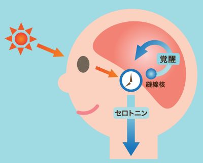 分泌 場所 セロトニン セロトニンとセロトニン受容体の種類